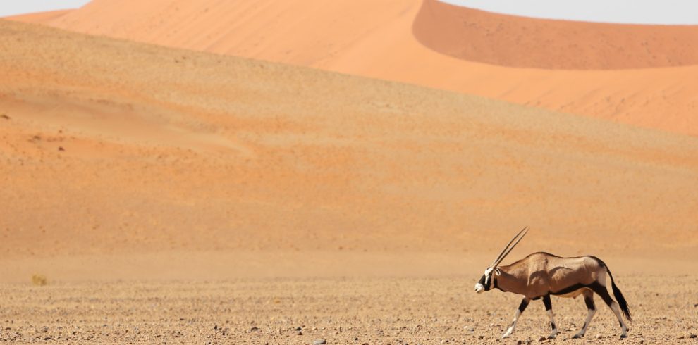 14‑day private Namibia desert and wildlife safari with naturalist guide