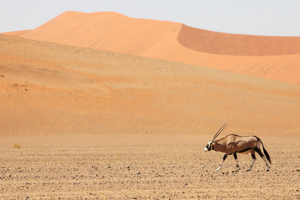 14‑day private Namibia desert and wildlife safari with naturalist guide