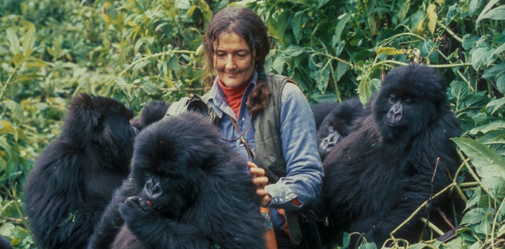 3 day Dian Fossey Gorilla Safari from Kigali with Volcanoes National Park gorilla trekking