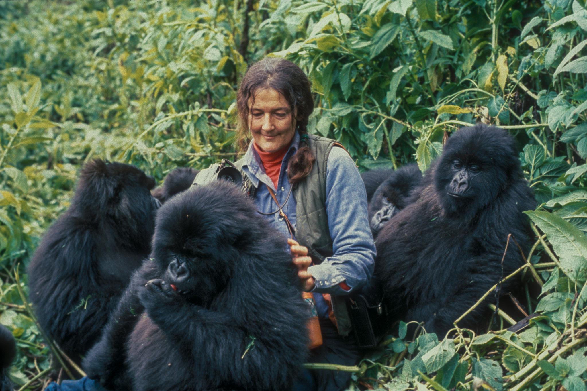 3 day Dian Fossey Gorilla Safari from Kigali with Volcanoes National Park gorilla trekking
