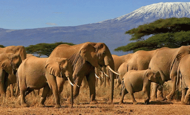 Best of Amboseli Budget Camping Safari – 3 Days 2 Nights
