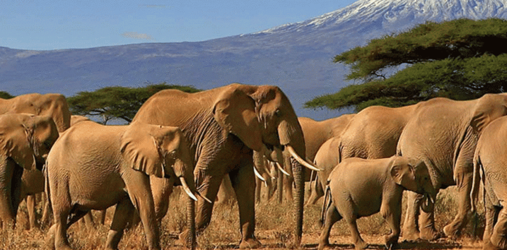 Best of Amboseli Budget Camping Safari – 3 Days 2 Nights