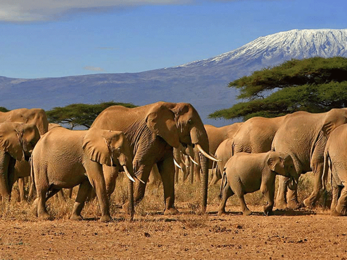 Best of Amboseli Budget Camping Safari – 3 Days 2 Nights