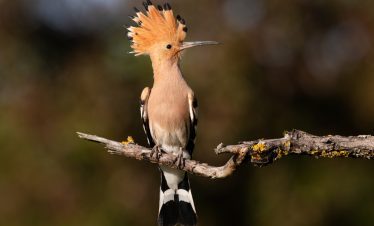 Best of Kenya Bird Watching Safari and Tours – 15 Days 14 Nights