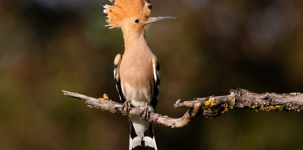 Best of Kenya Bird Watching Safari and Tours – 15 Days 14 Nights