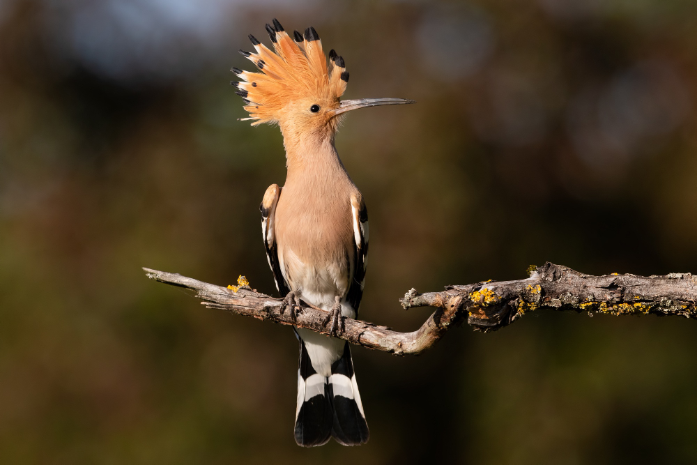 Best of Kenya Bird Watching Safari and Tours – 15 Days 14 Nights