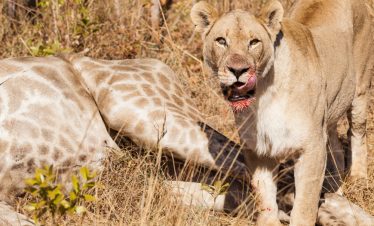 Best of Kenya Lion Tracking Safari