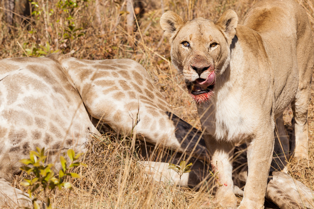 Best of Kenya Lion Tracking Safari