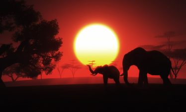 Best of Kenya Night Game Drive Safari