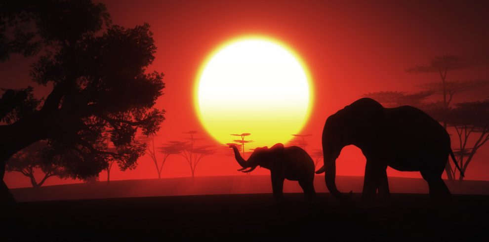 Best of Kenya Night Game Drive Safari
