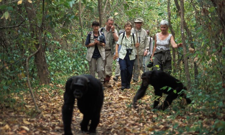 Chimpanzee tracking safari in Kibale Forest Uganda