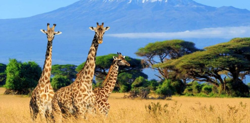 Combined Kenya & Tanzania Tours Kenya Tanzania Safari