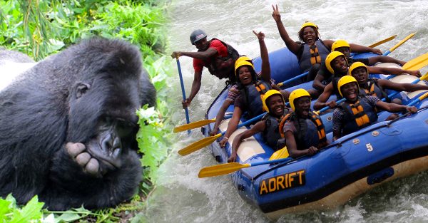 Days Uganda Safari with Gorilla Trekking and Rafting Wildlife safari Nile River, Jinja