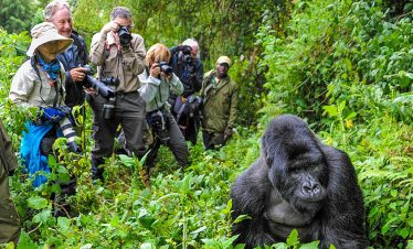 Gorilla Trekking in Volcanoes National Park