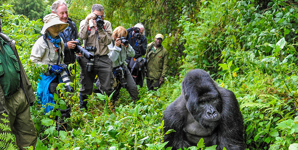 Gorilla Trekking in Volcanoes National Park