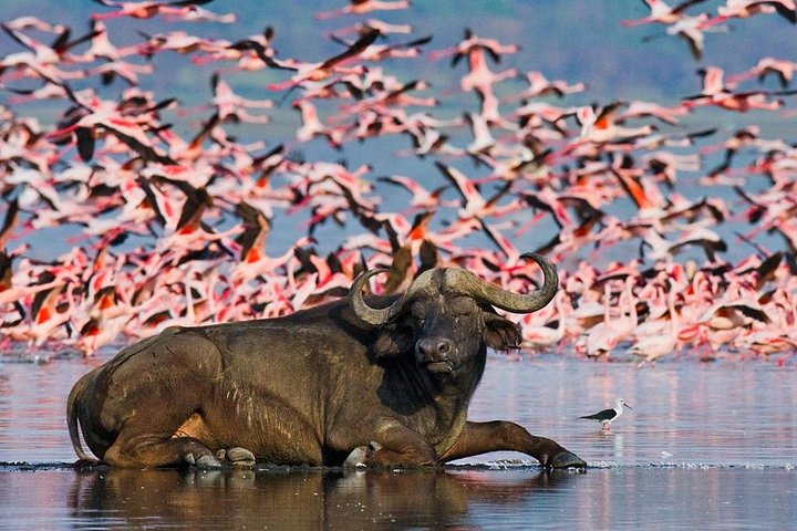 Lake Nakuru Day Trip from Nairobi Encounter Diverse Wildlife and Majestic Flamingos