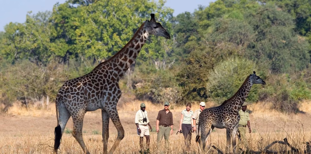 Luxury Zambia Safari Holidays Hayes & Jarvis Holidays