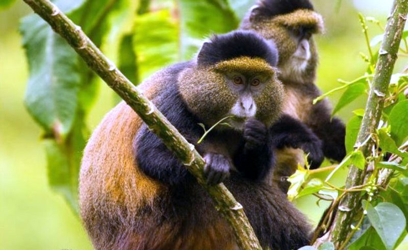 Mgahinga Gorilla National Park Uganda Uganda Gorilla Trekking Safaris