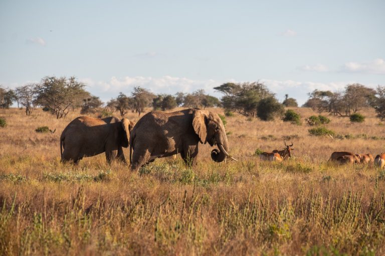 Multi Destination Safari in Kenya