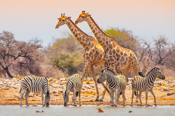 Namibia Safaris 2025 & 2026 • View Popular Itineraries