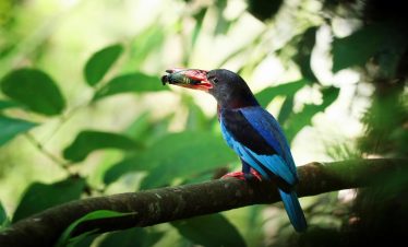 Rwanda Birding & Gorilla Safari