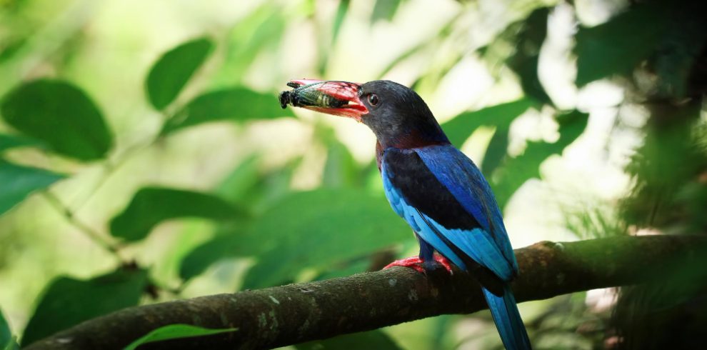 Rwanda Birding & Gorilla Safari