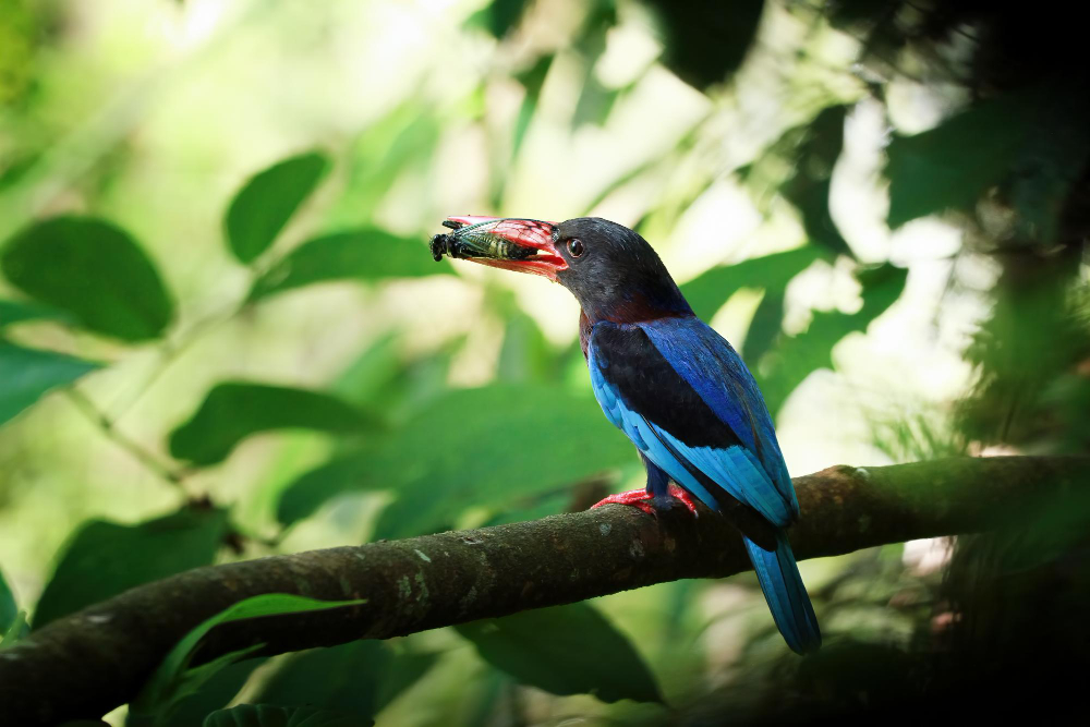 Rwanda Birding & Gorilla Safari