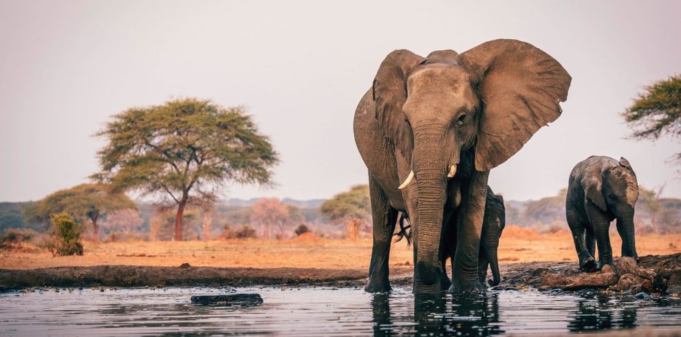 Safari in Mozambique An adventurous discovery Charlie's Travels