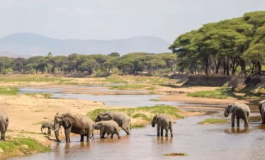 Selous Game Reserve Nyerere NP Mikumi National Park Udzungwa Mountains National Park Ruaha National Park