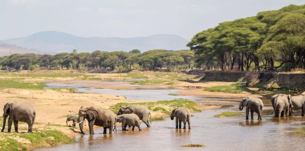Selous Game Reserve Nyerere NP Mikumi National Park Udzungwa Mountains National Park Ruaha National Park