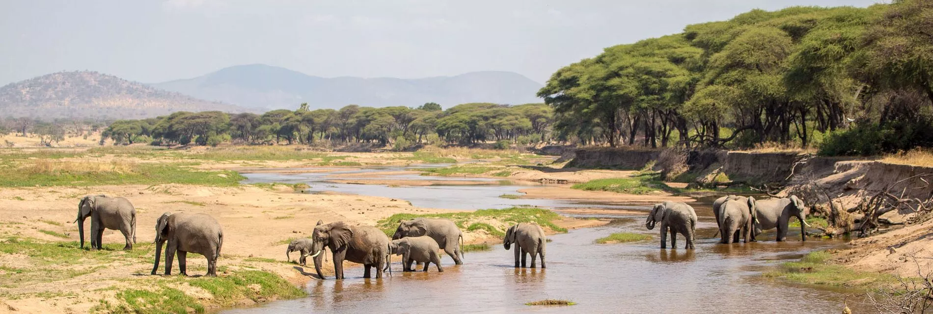 Selous Game Reserve Nyerere NP Mikumi National Park Udzungwa Mountains National Park Ruaha National Park