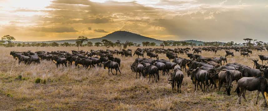 Serengeti National Park Migration Wildebeest Migration in Serengeti