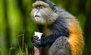 The Golden Monkeys Tour 6 day chimpanzee and gorilla trekking safari from Kigali