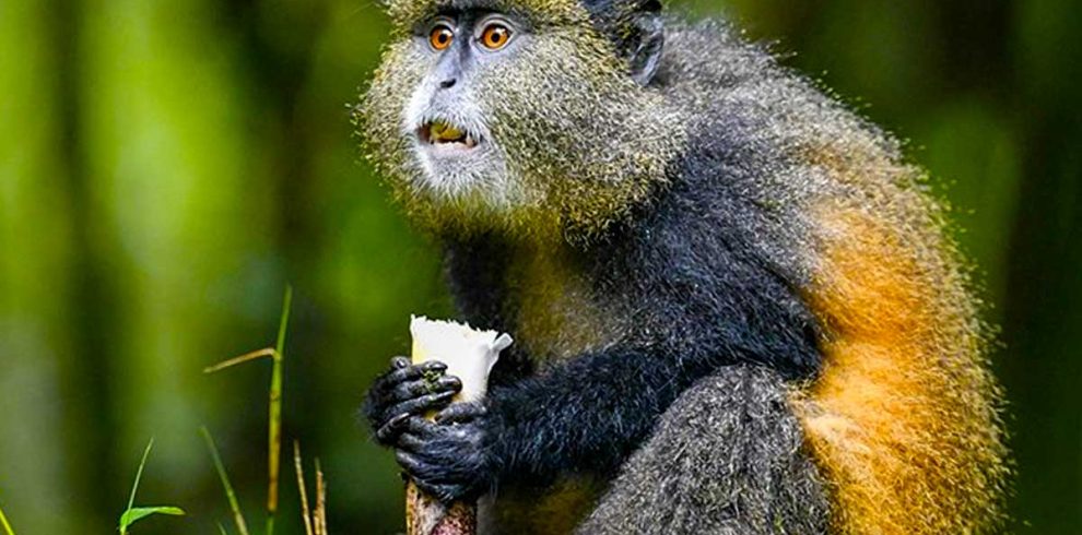 The Golden Monkeys Tour 6 day chimpanzee and gorilla trekking safari from Kigali