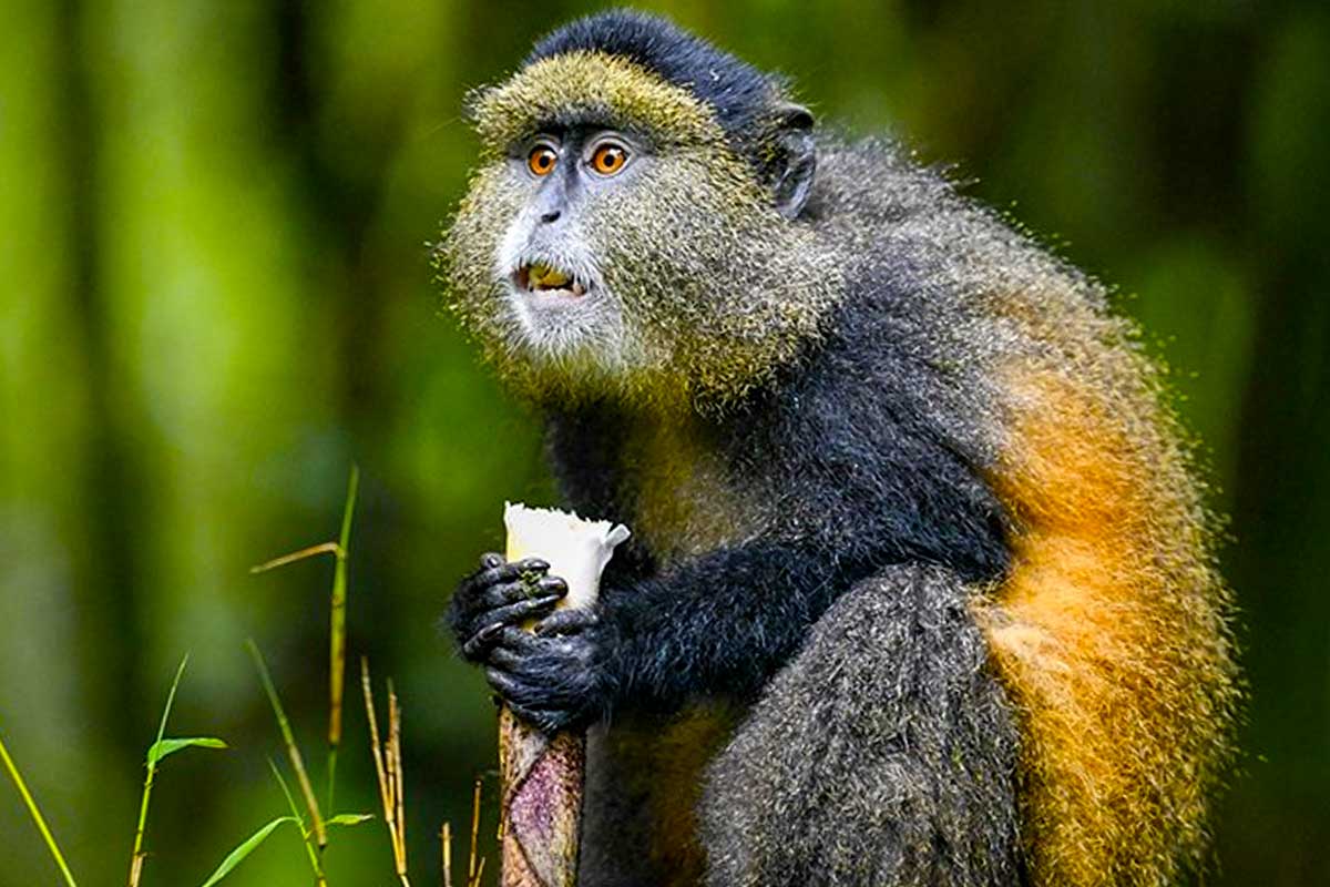 The Golden Monkeys Tour 6 day chimpanzee and gorilla trekking safari from Kigali