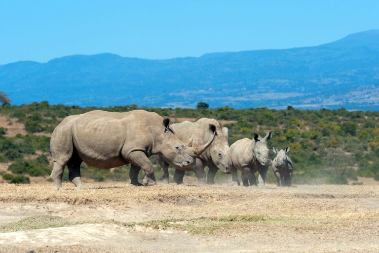 Top 10 Must Visit Safari Destinations in East and Southern Africa