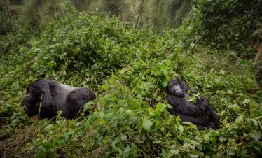 Uganda Gorilla Tracking Safari