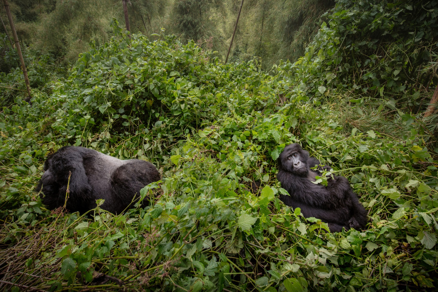 Uganda Gorilla Tracking Safari