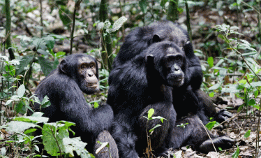 Uganda chimpanzee trekking tour with crater lake nature walk