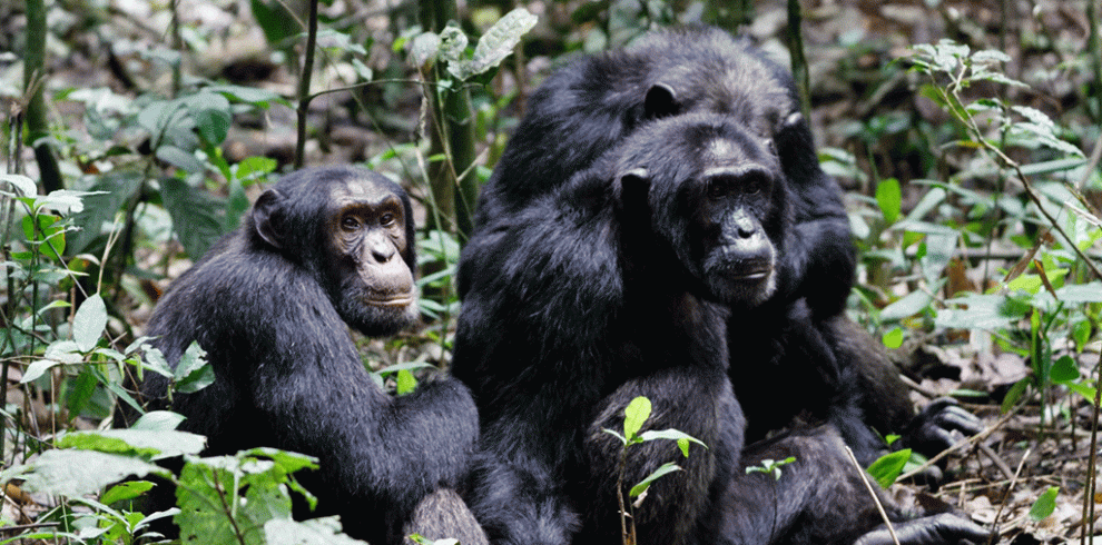 Uganda chimpanzee trekking tour with crater lake nature walk