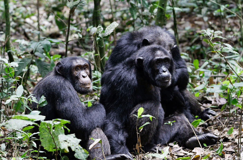 Uganda chimpanzee trekking tour with crater lake nature walk