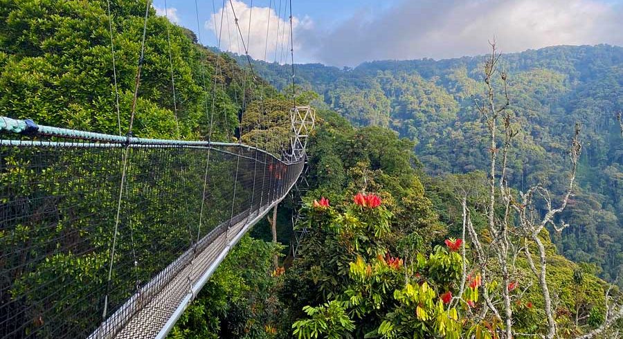 Walk trail nyungwe Usoke explorers