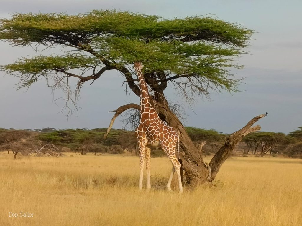 Kenya Finest Safari Camp