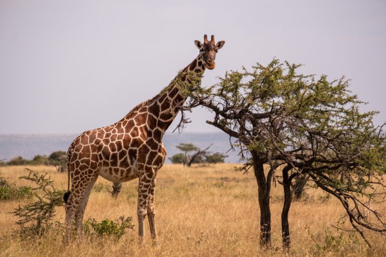 Why Nomad Touring Company Ltd Is the Best Safari Tour Company in Nairobi, Kenya for Wildlife and Beach Holidays