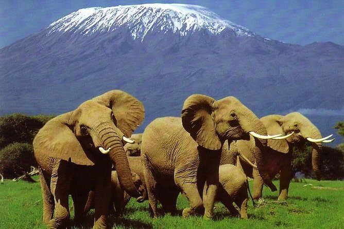 amboseli safari tours