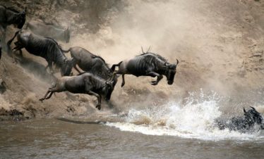kenya masai mara migration Wildebeest Migration Budget Camping Safari