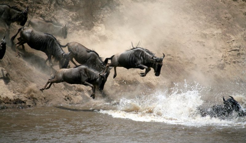 kenya masai mara migration Wildebeest Migration Budget Camping Safari