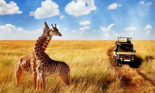 Best safari in Tanzania Tanzania Wildlife Safaris Tanzania Safaris Tours