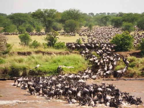 Kenya Wildebeest Migration Safari Package with Masai Mara Game Drives