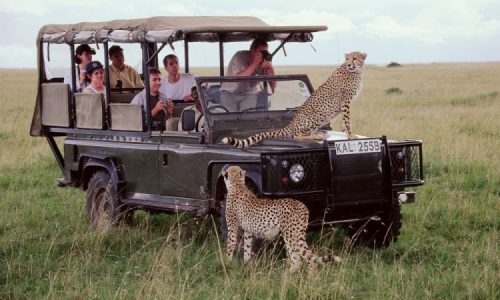 Kenya Wildlife Photo Safari